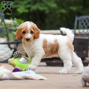 Millie, Standard Poodle Puppy